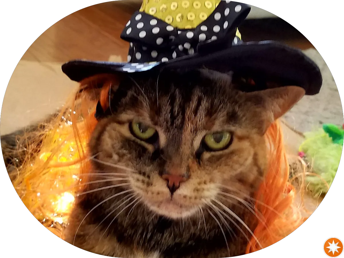 Pinewood Cleaners & Tailor photo 4