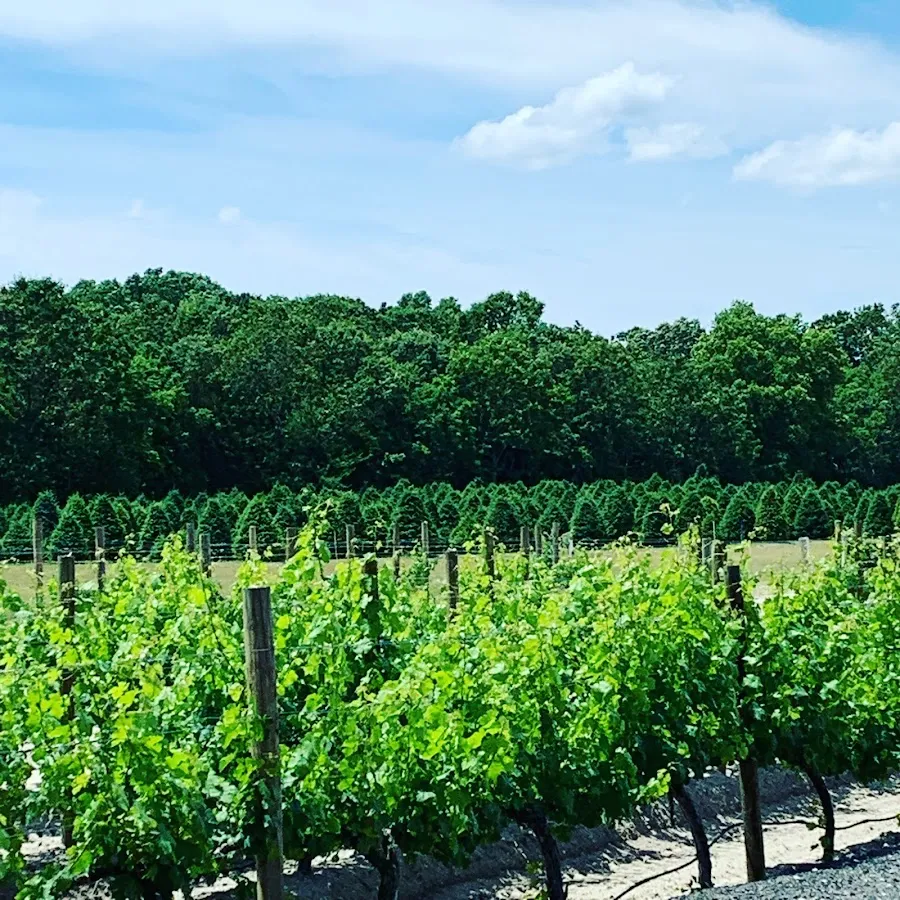 Plagido's Winery photo 5