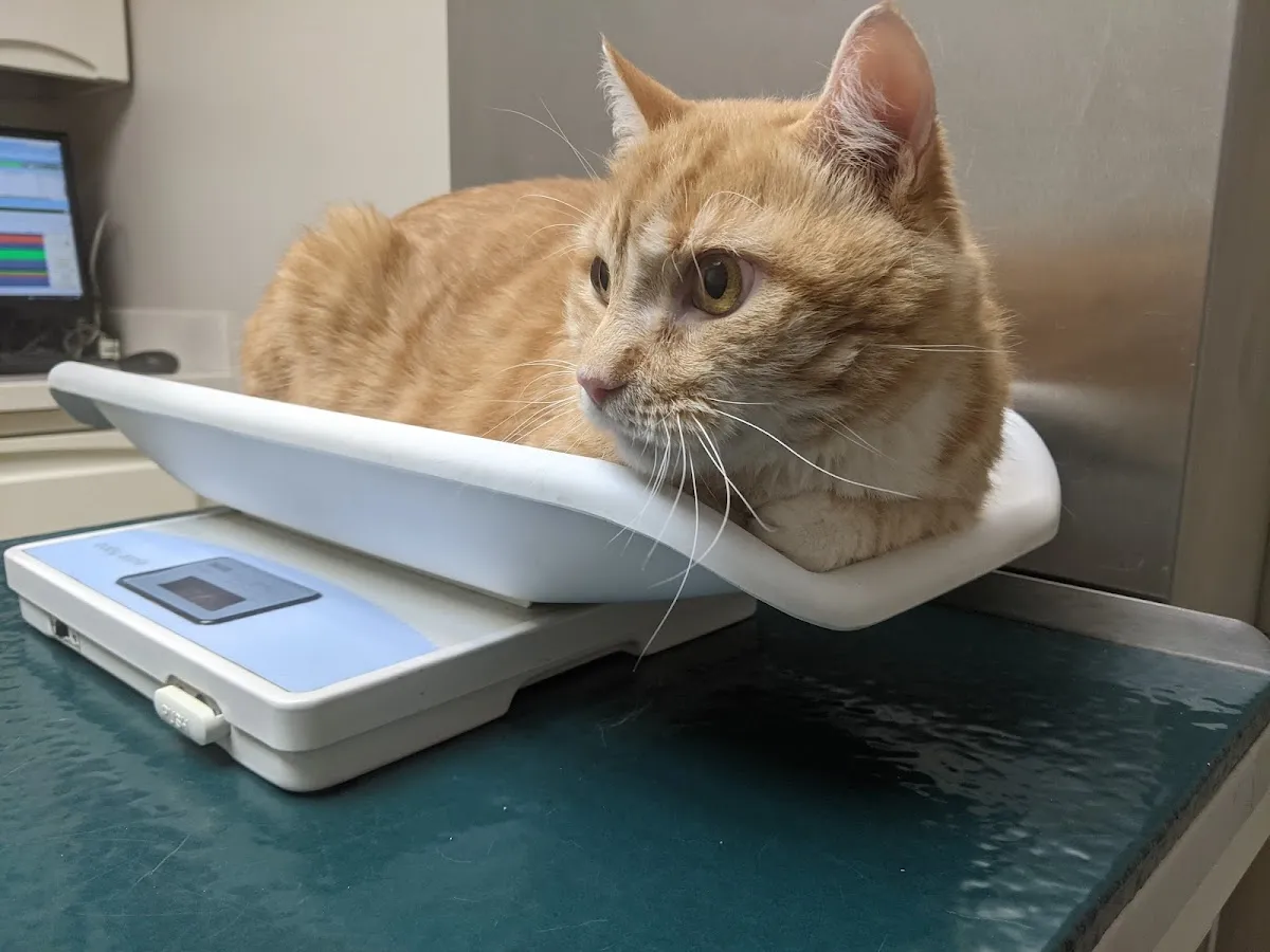 Pleasantville Animal Hospital