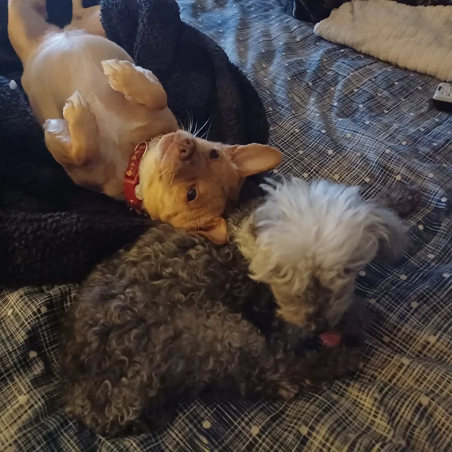 Poochie Doo Pet Grooming photo 2