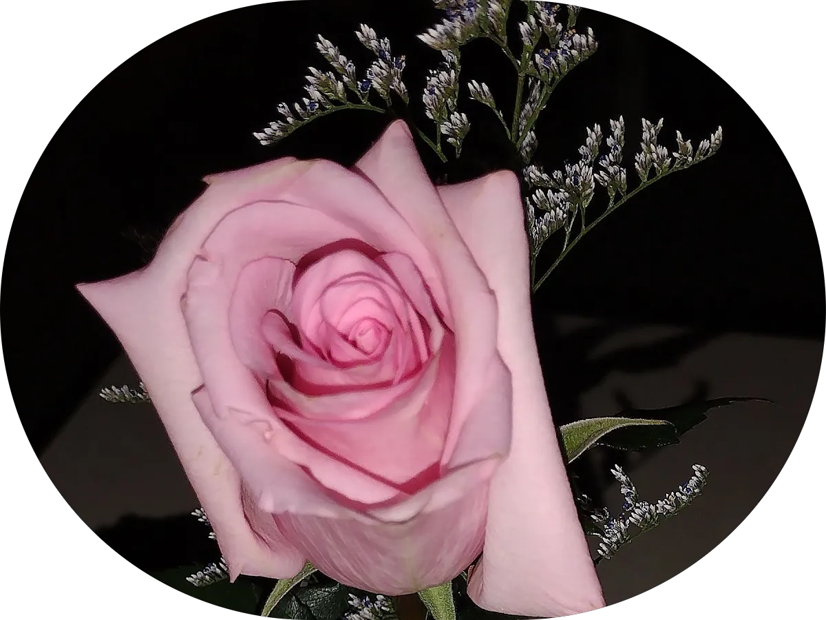 Poochie Doo Pet Grooming photo 4