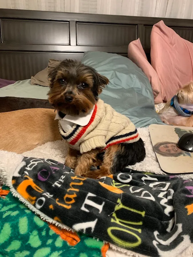 Posh Pet Grooming Salon photo 2