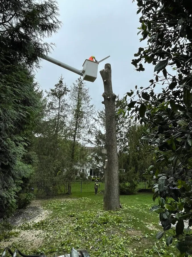 Prate's Tree Service photo 2