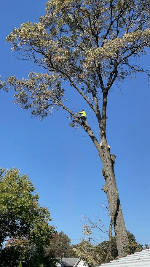 Prate's Tree Service photo 3