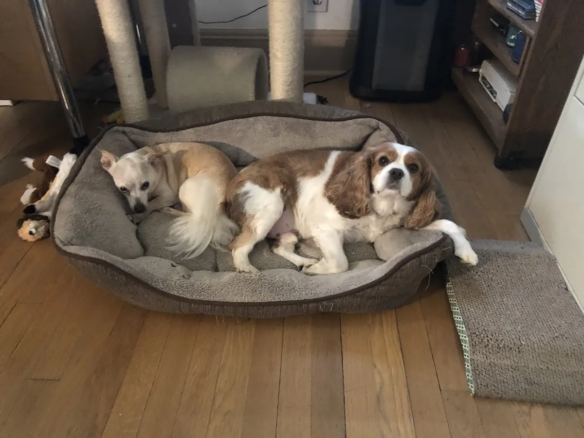 Precious Moments Pet Care Services