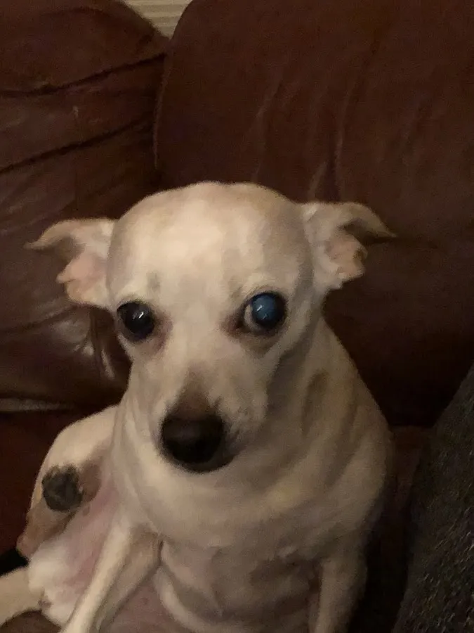 Precious Moments Pet Care Services photo 3