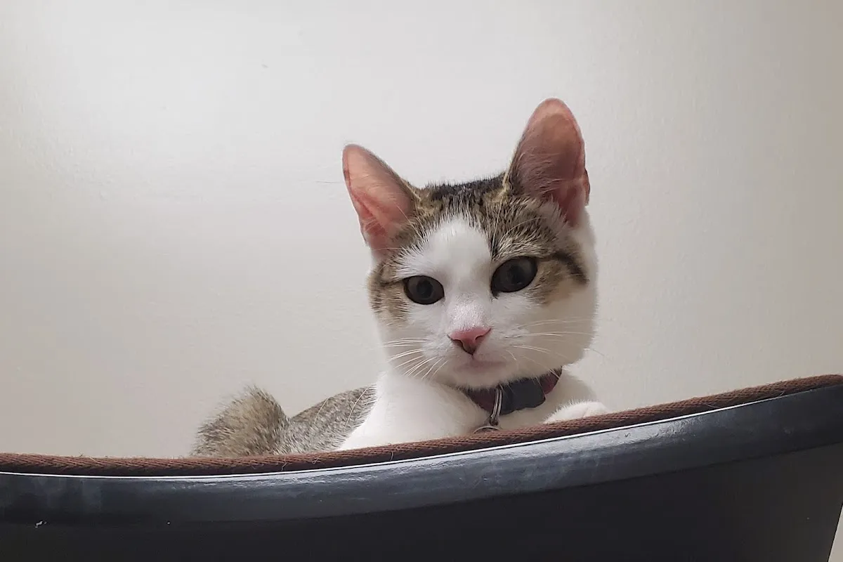 Precious Paws Animal Hospital photo 3