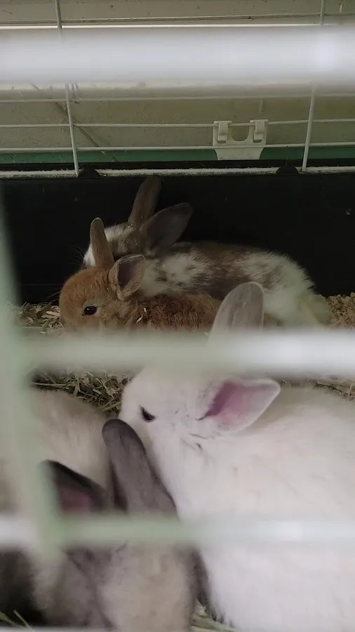 Precious Pets III photo 3