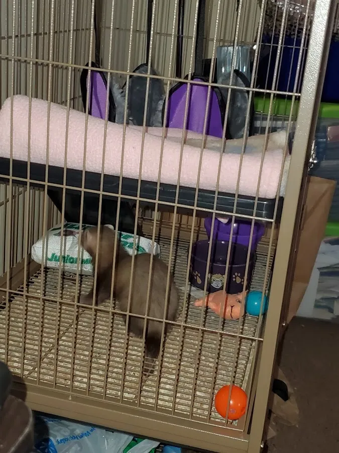 Precious Pets III photo 4