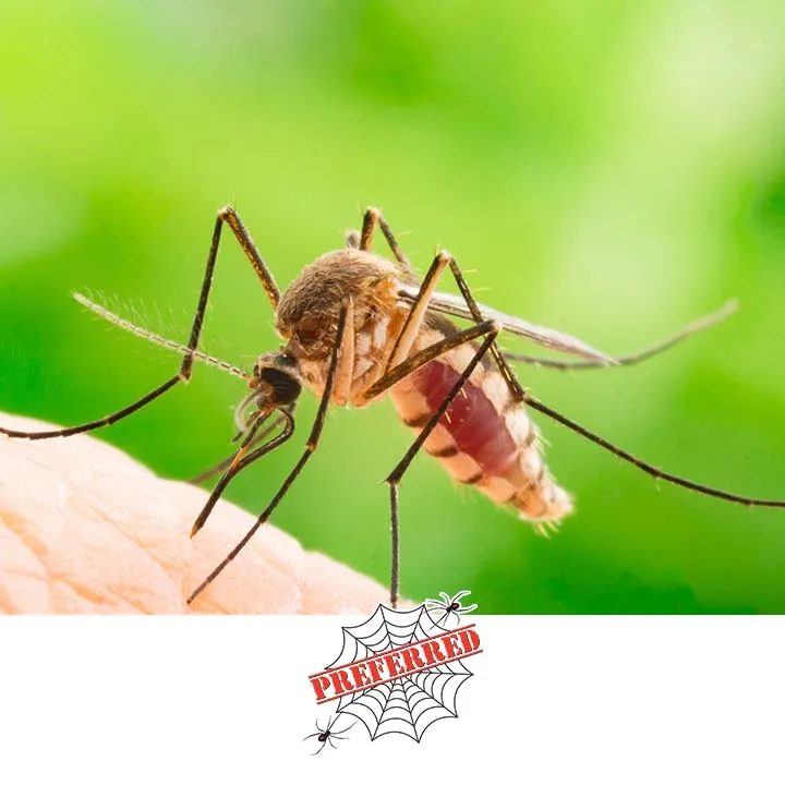 Preferred Termite and Pest Control photo 2