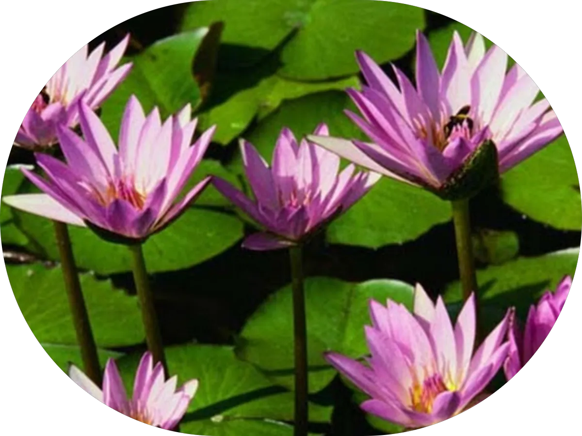 Premier Oral Surgery Group of Bergenfield photo 5