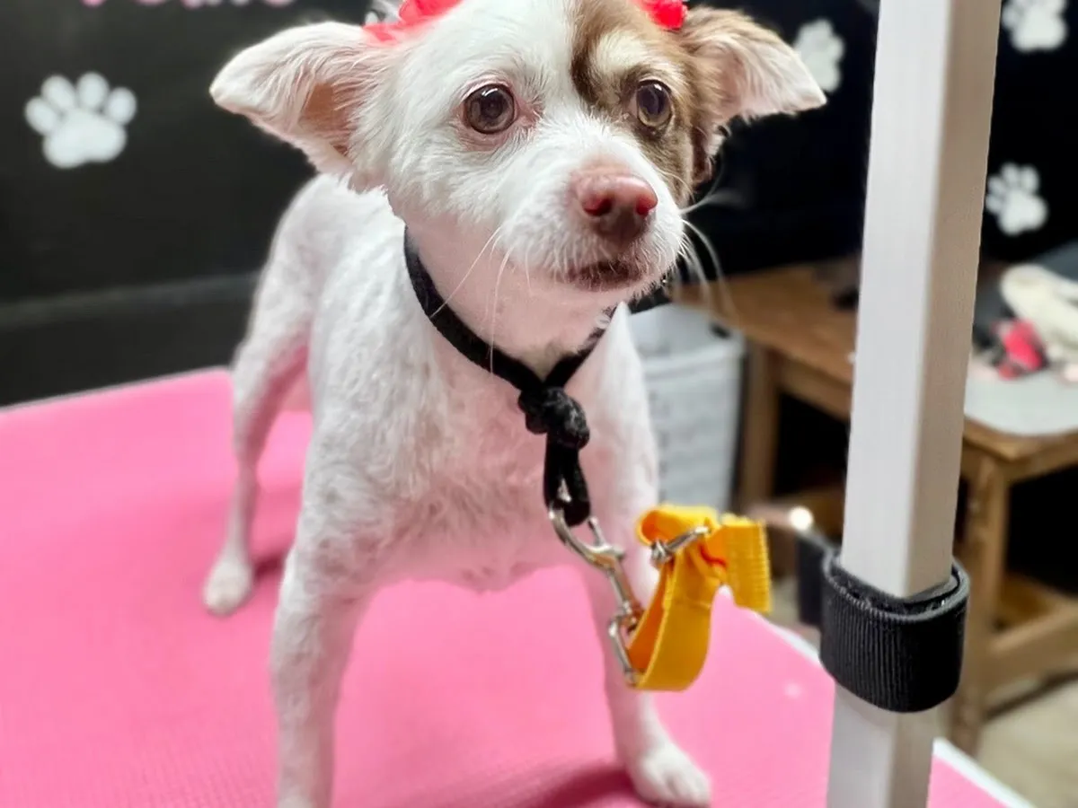 Pretty Paws Cat and Dog Grooming LLC