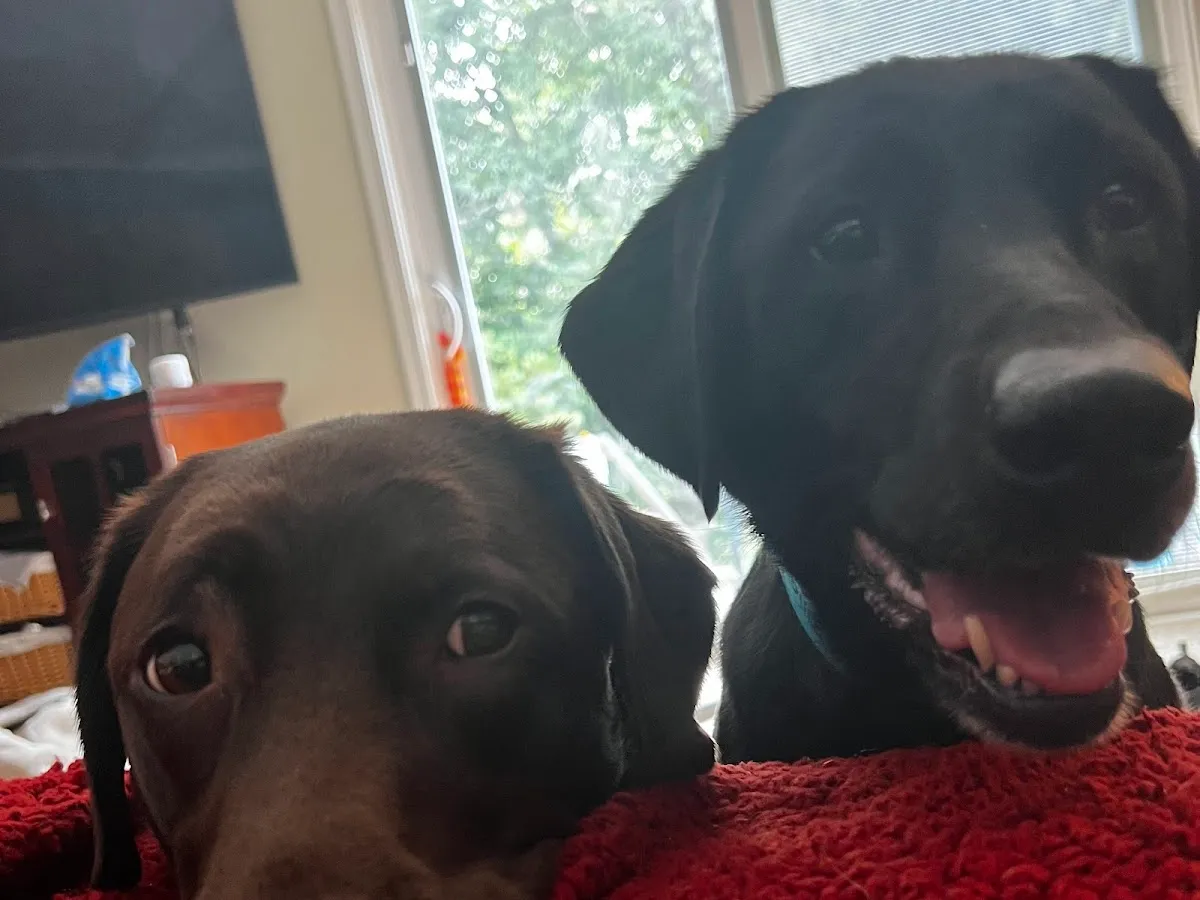 Pro Dry Cleaning Professionals LLC