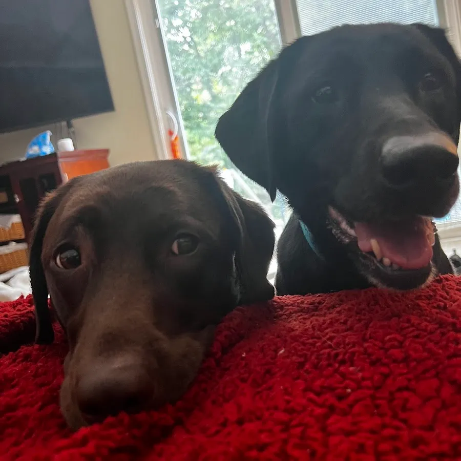 Pro Dry Cleaning Professionals LLC photo 2