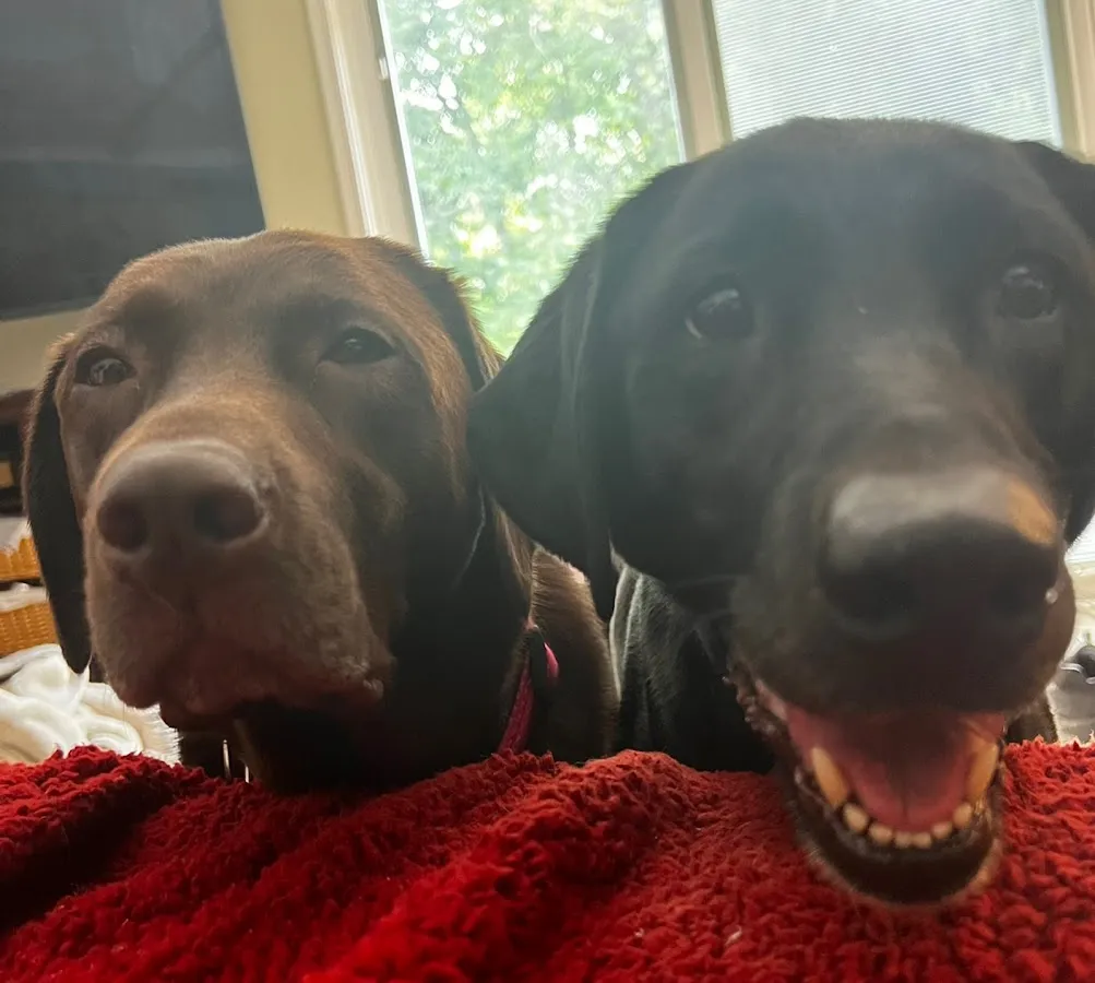 Pro Dry Cleaning Professionals LLC photo 3