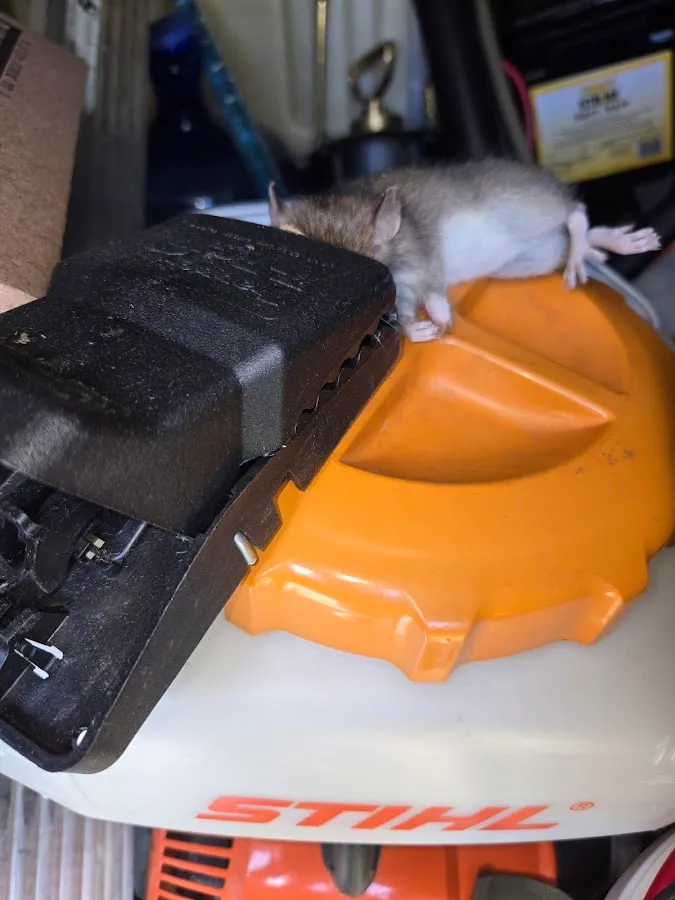 ProKill Pest Solutions LLC photo 2