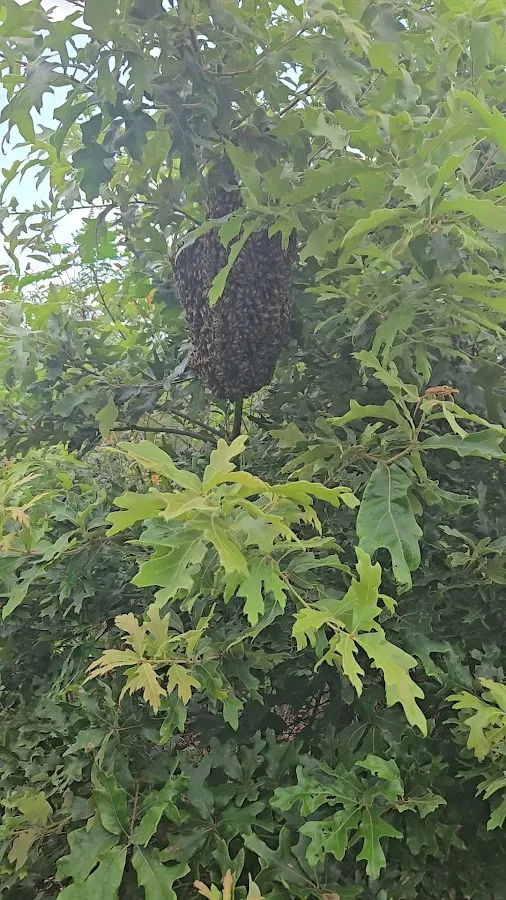 ProKill Pest Solutions LLC photo 3