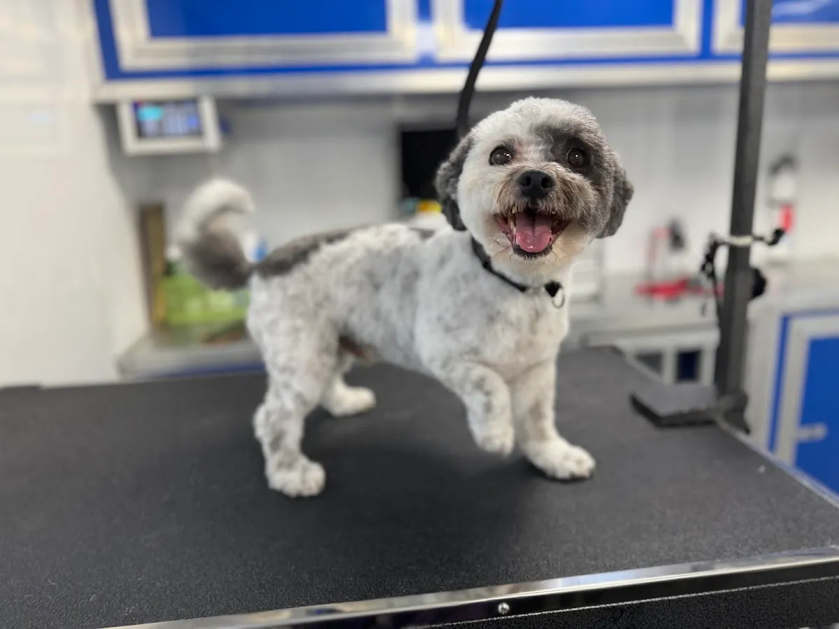 Puppy Cuts Mobile Grooming LLC photo 3