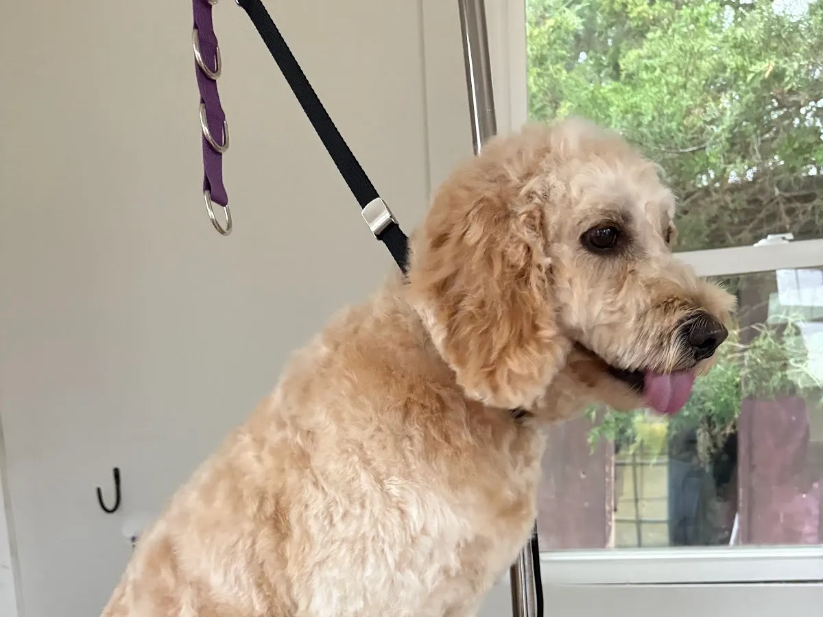 Puppy Love Dog Grooming