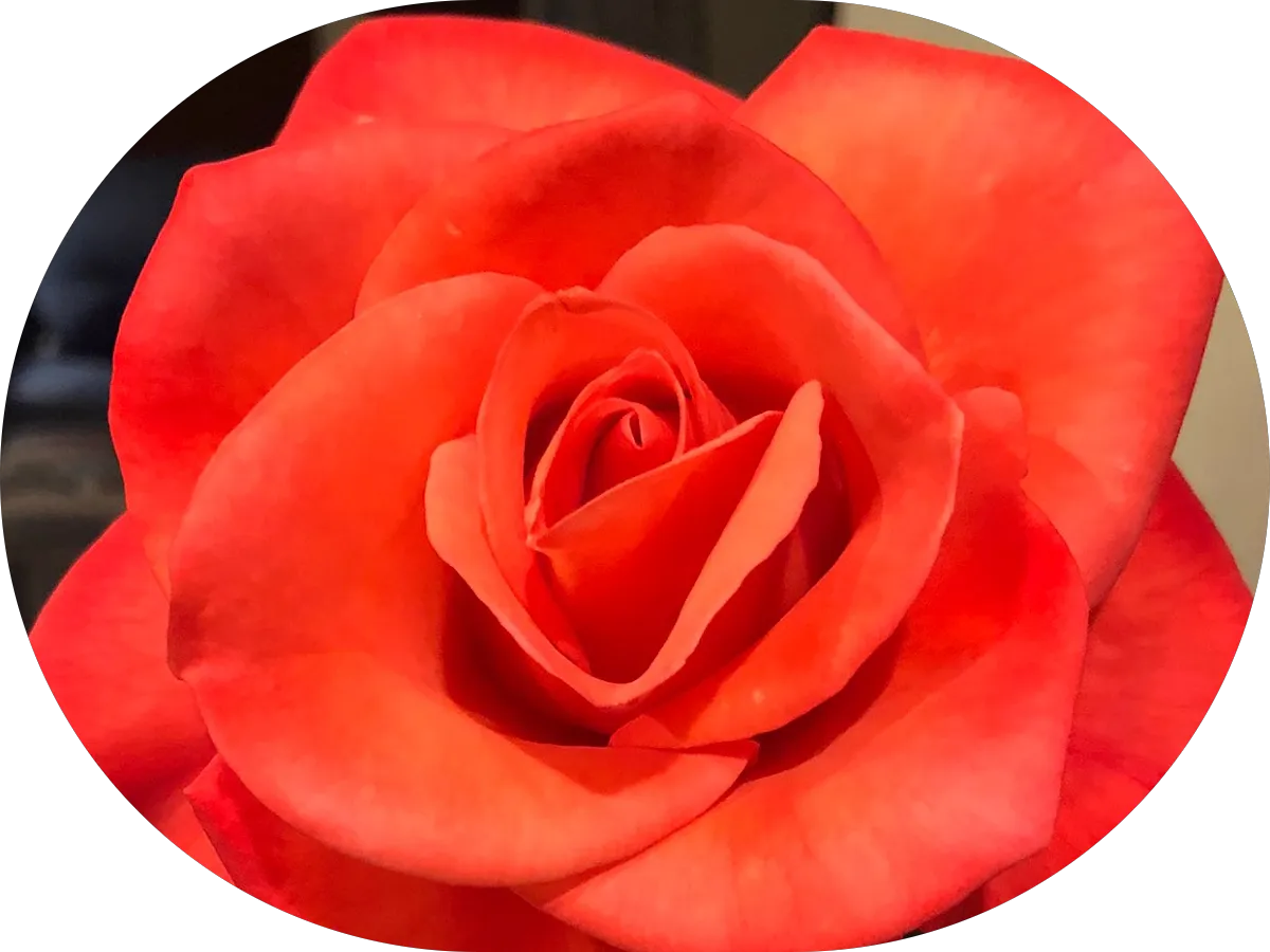 Qitopia Chinese Massage Studio photo 4