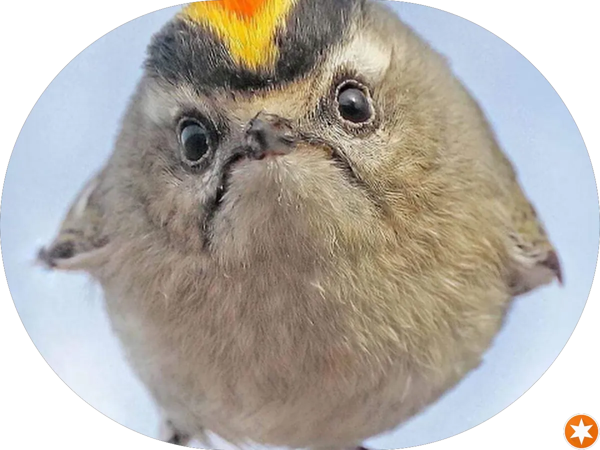 Quaker Chroma Imaging photo 3