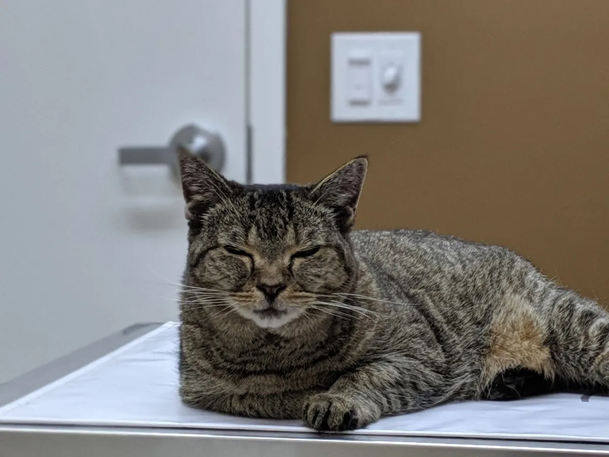 Raccoon Valley Animal Hospital photo 4