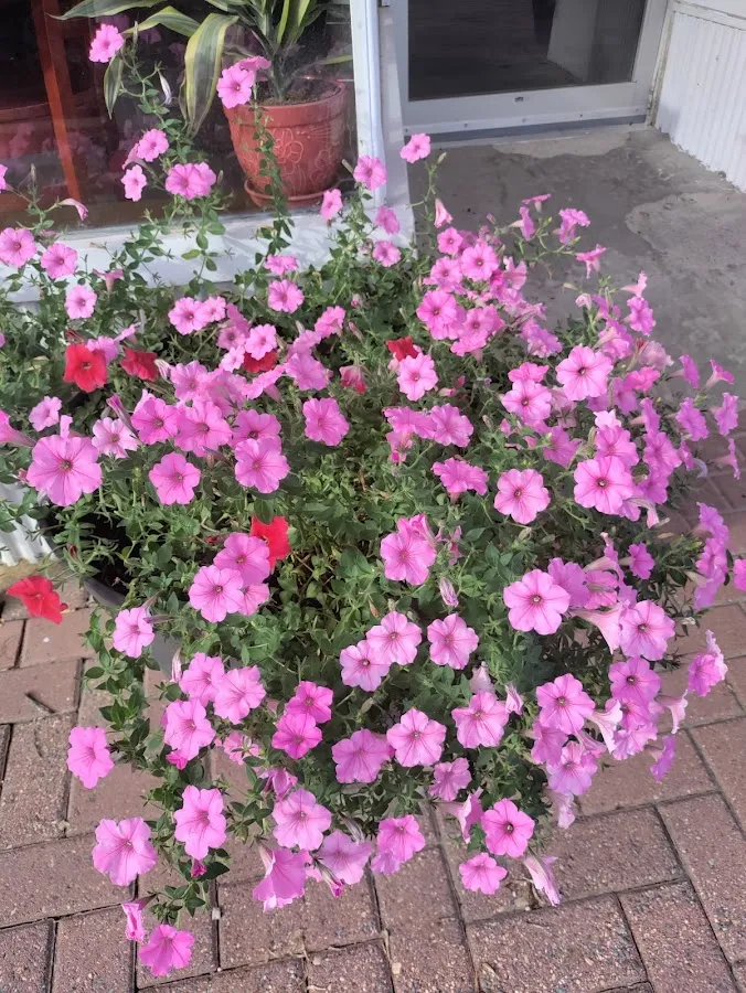 Rainbow Florist & Delectables photo 5