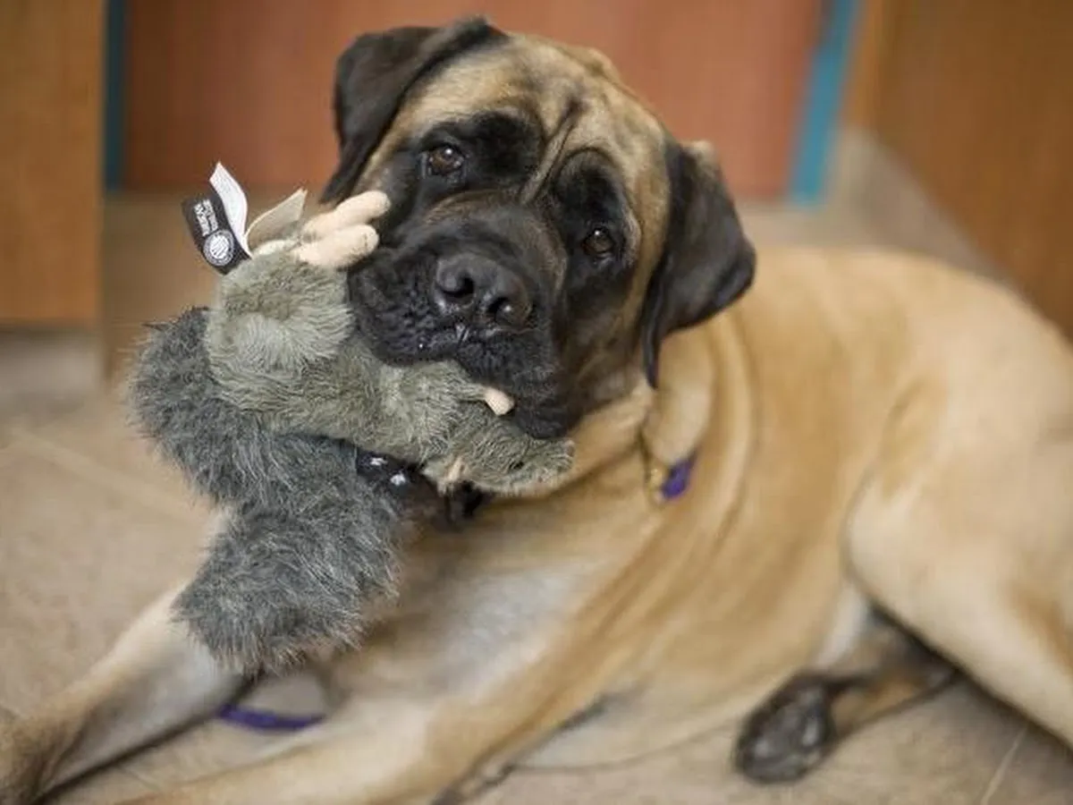 Red Bank Veterinary Hospital (RBVH) - Tinton Falls