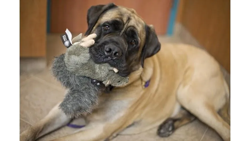 Red Bank Veterinary Hospital (RBVH) - Tinton Falls photo 2