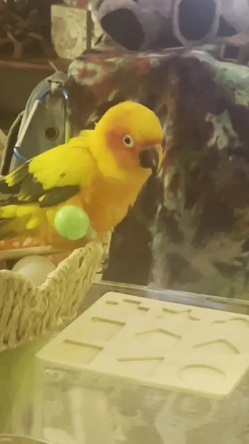 Red Bank Veterinary Hospital (RBVH) - Tinton Falls photo 4