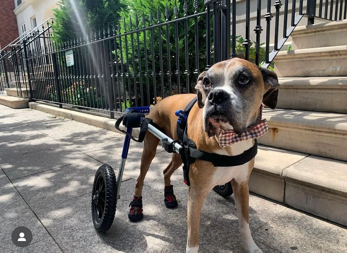 Red Bank Veterinary Hospital (RBVH) - Tinton Falls photo 5