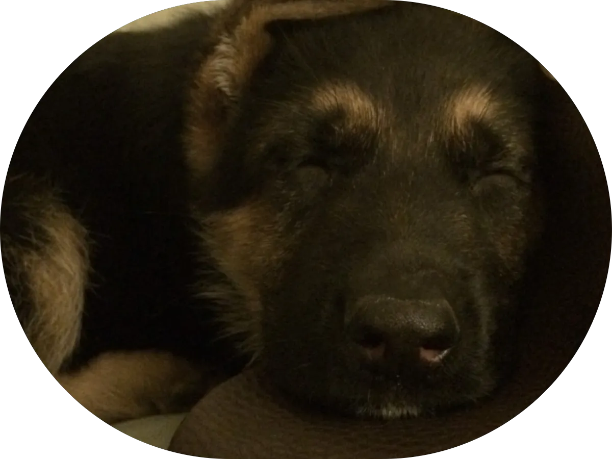 Relocation Management Company\Real Estate Rebate Progam photo 4