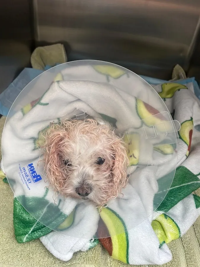 Ridgefield Park Animal Hospital photo 3