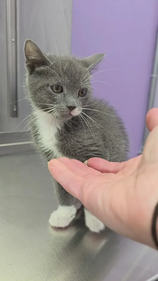 Ridgefield Park Animal Hospital photo 4