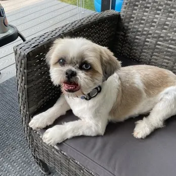 Riverfront Pets Retail, Grooming, Training, and Self wash Store! photo 4