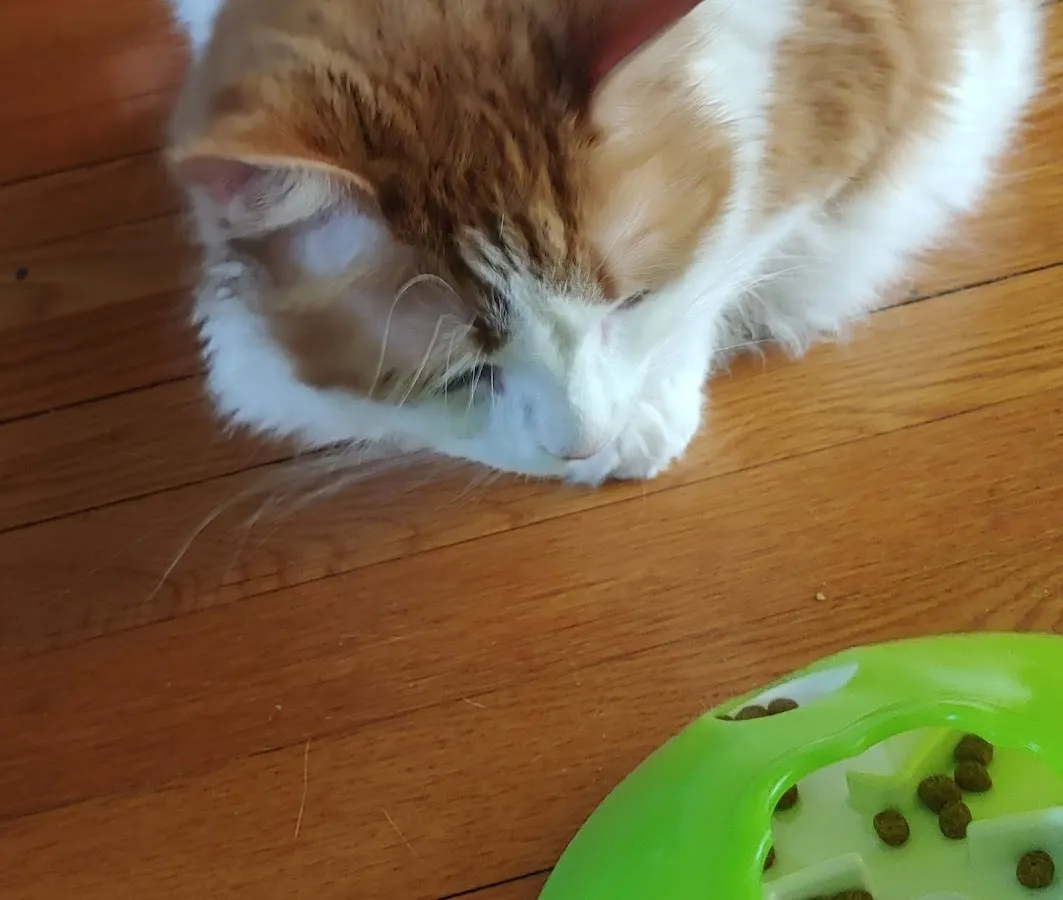 Riverfront Pets Retail, Grooming, Training, and Self wash Store! photo 5