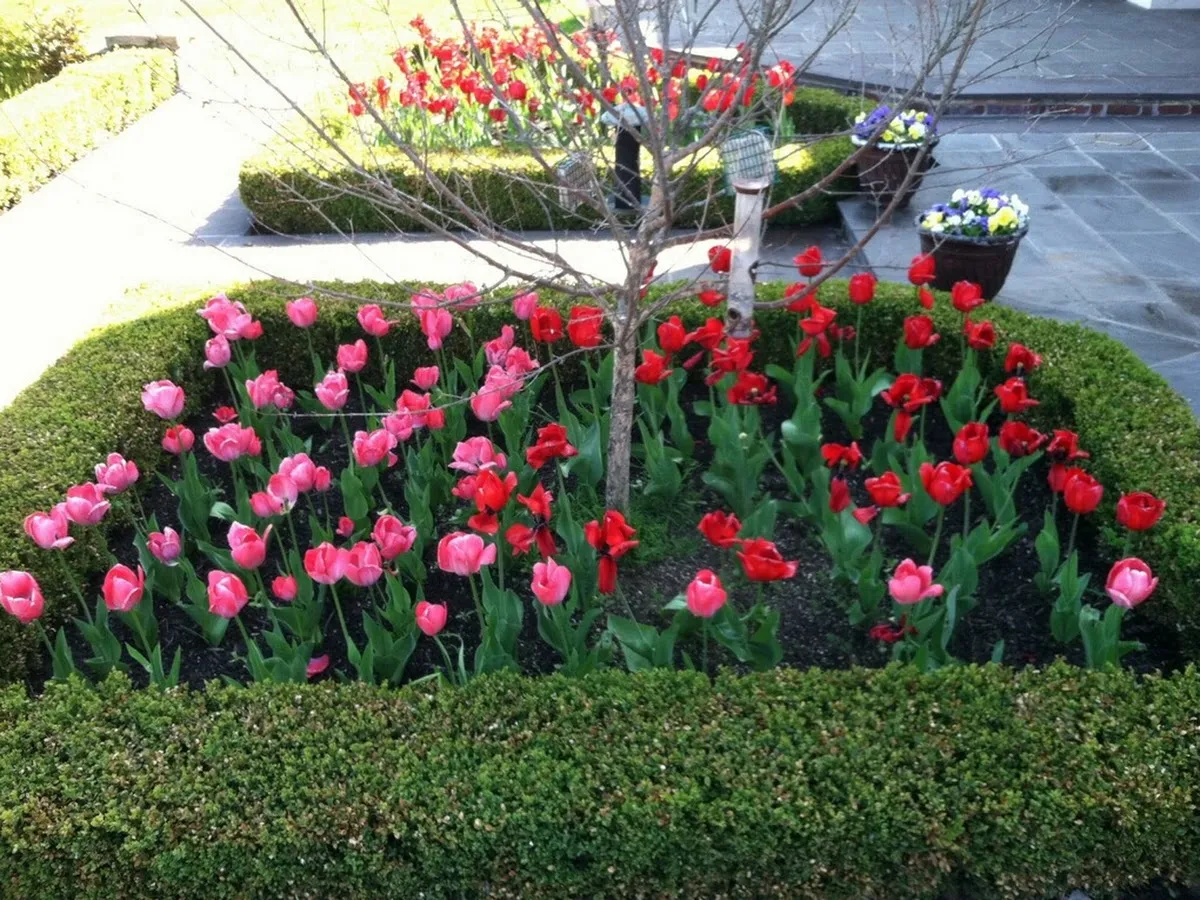 Ronni Hock Garden & Landscape photo 4