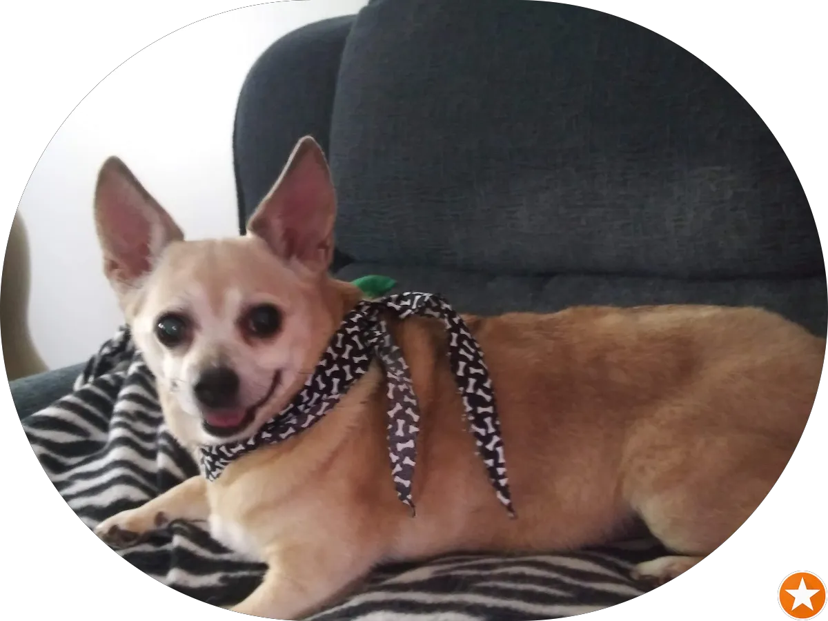 Roslyn Handfinger-Kushner, O.D.