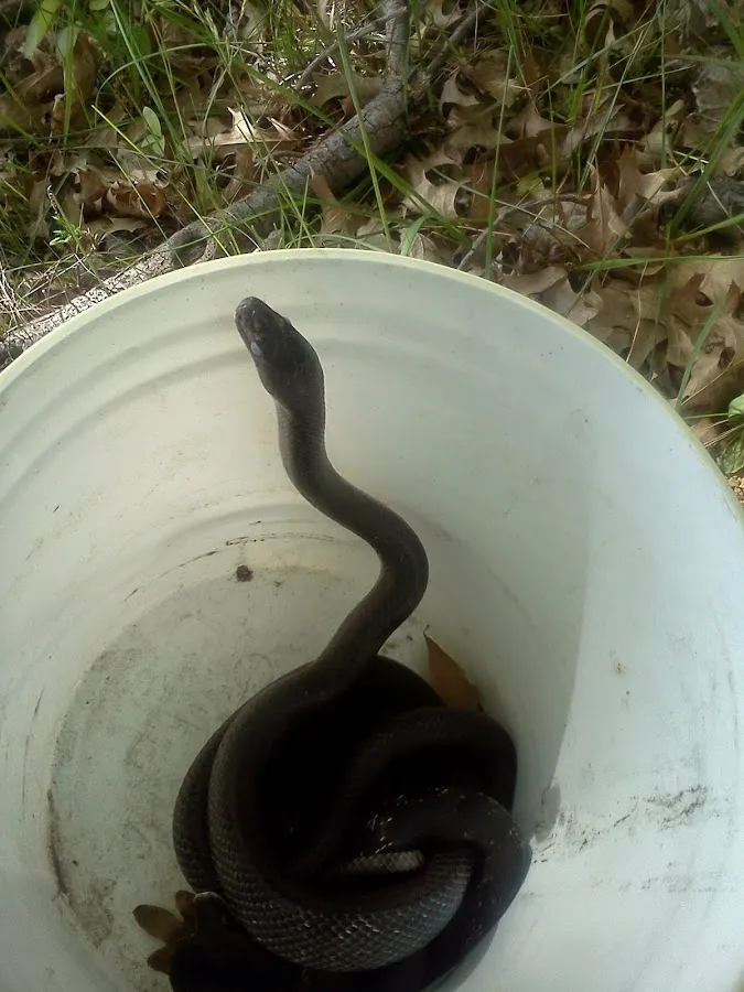 Ross Environmental Solutions photo 2