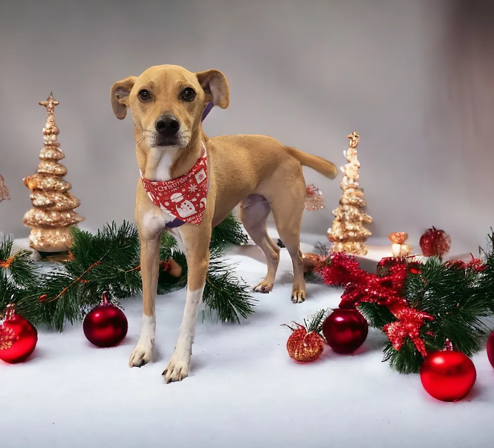 Ruff Riders Pet Grooming