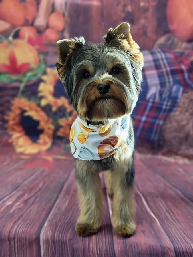 Ruff Riders Pet Grooming photo 2