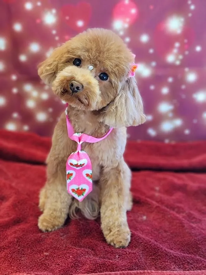 Ruff Riders Pet Grooming photo 3