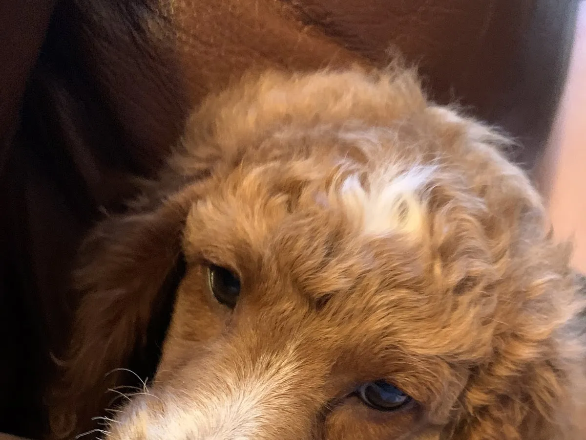 Sadie The Cockapoo