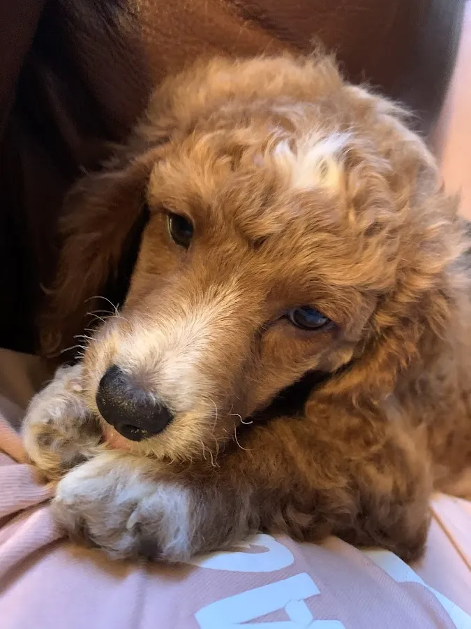 Sadie The Cockapoo photo 2