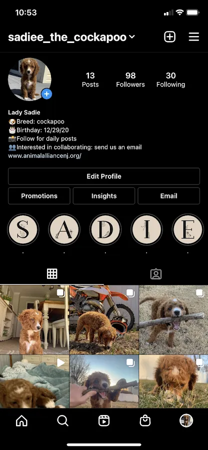 Sadie The Cockapoo photo 3