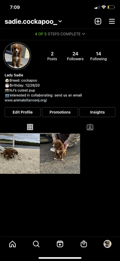 Sadie The Cockapoo photo 4