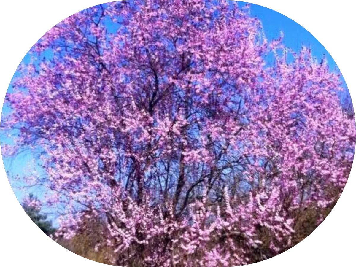 Samantha M. Plasner, DO photo 4