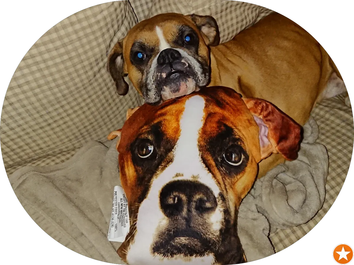 Santoro Rocco C DC photo 2