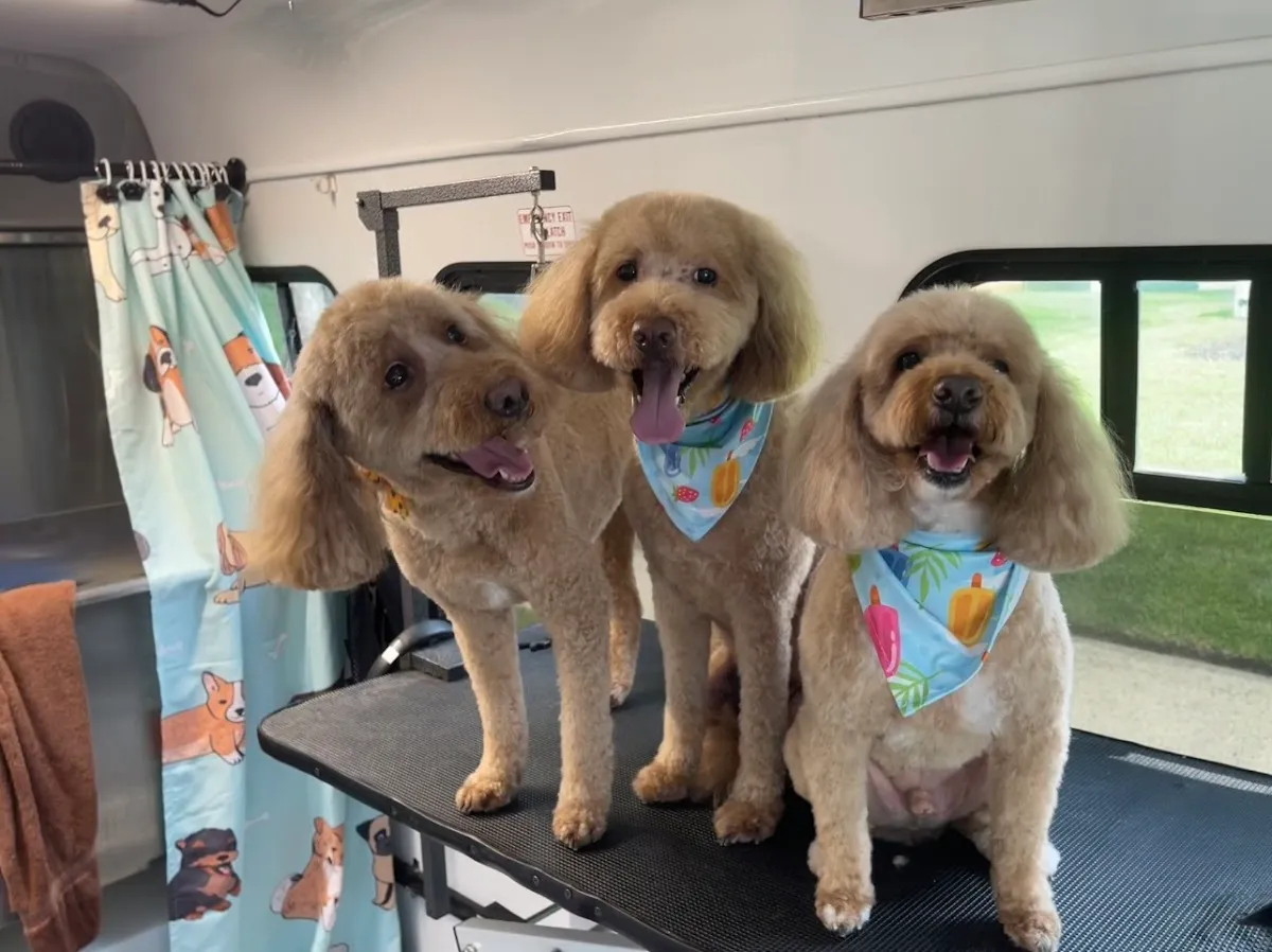 Sarah’s Doggie Detailing