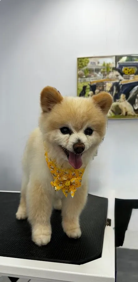 Sassy Paws Dog Grooming LLC